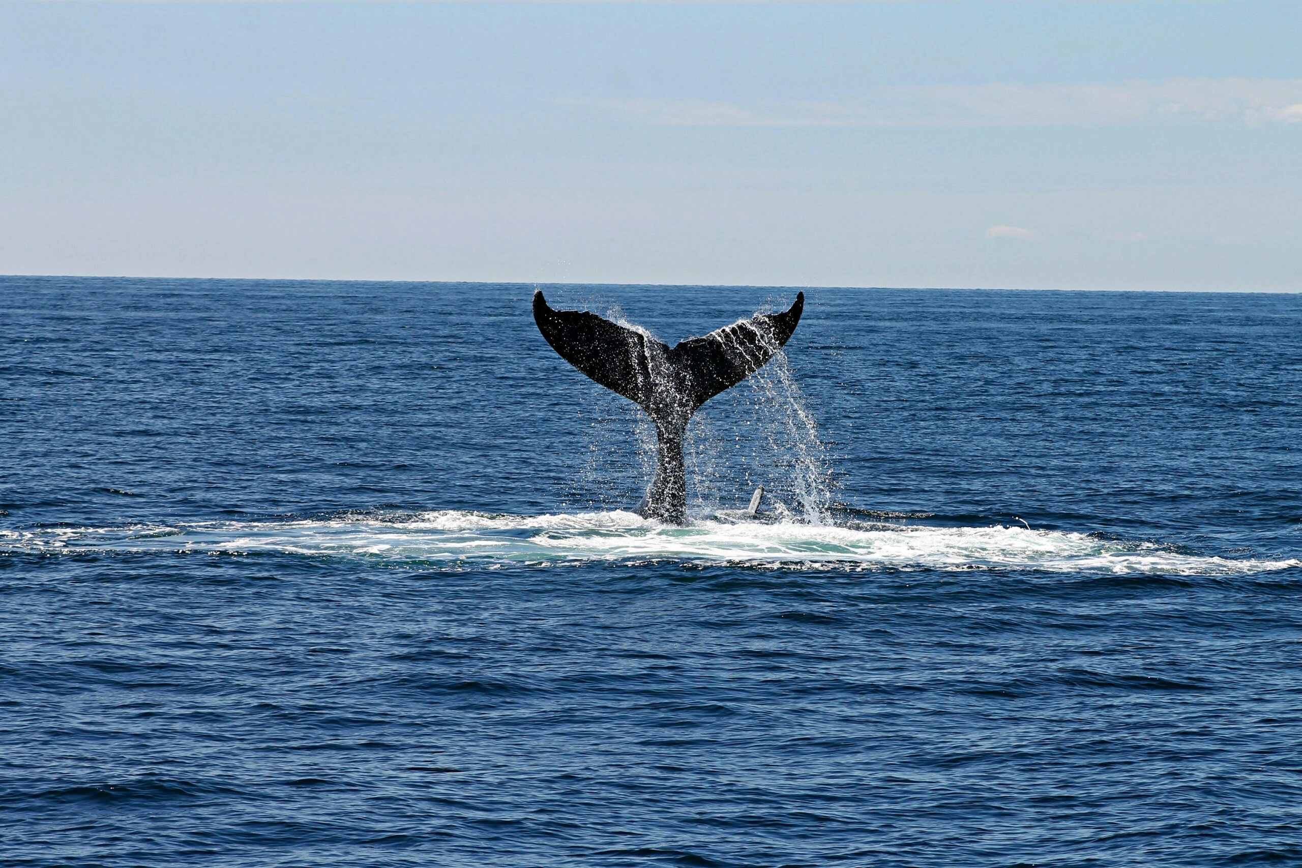 Staart van een walvis die boven het water uitkomt tijdens whale-watching bij de Azoren, met de oceaan op de achtergrond.