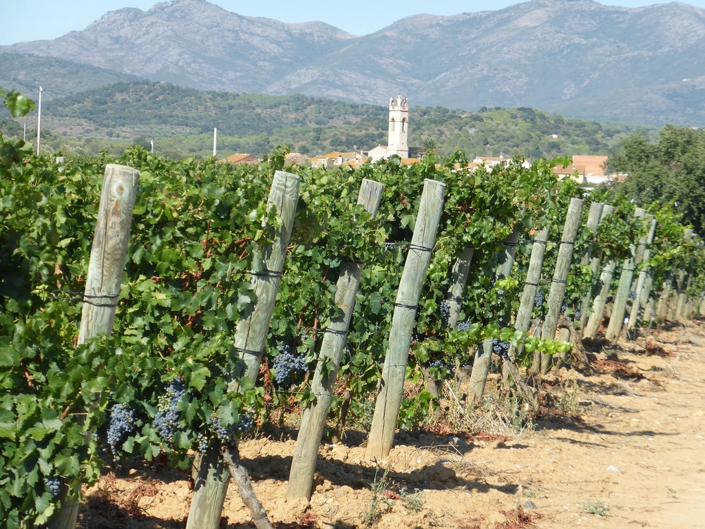 Rij met wijngaarden in l’Empordà met blauwe druiven en een dorpstoren, tegen de achtergrond van de Pyreneeën.