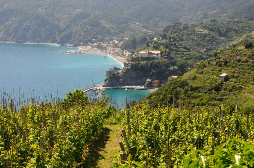 Uitzicht op Monterosso al Mare vanaf de wijngaarden op de heuvels, met turkooizen zee en terrassen, tijdens een wandelvakantie in de Cinque Terre.