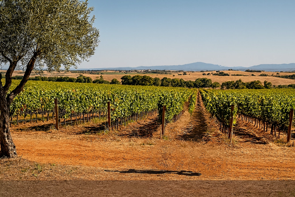 Wijngaarden in de Alentejo Portugal tijdens zonsondergang, bekend om wijn, natuur en rustige landschappen
