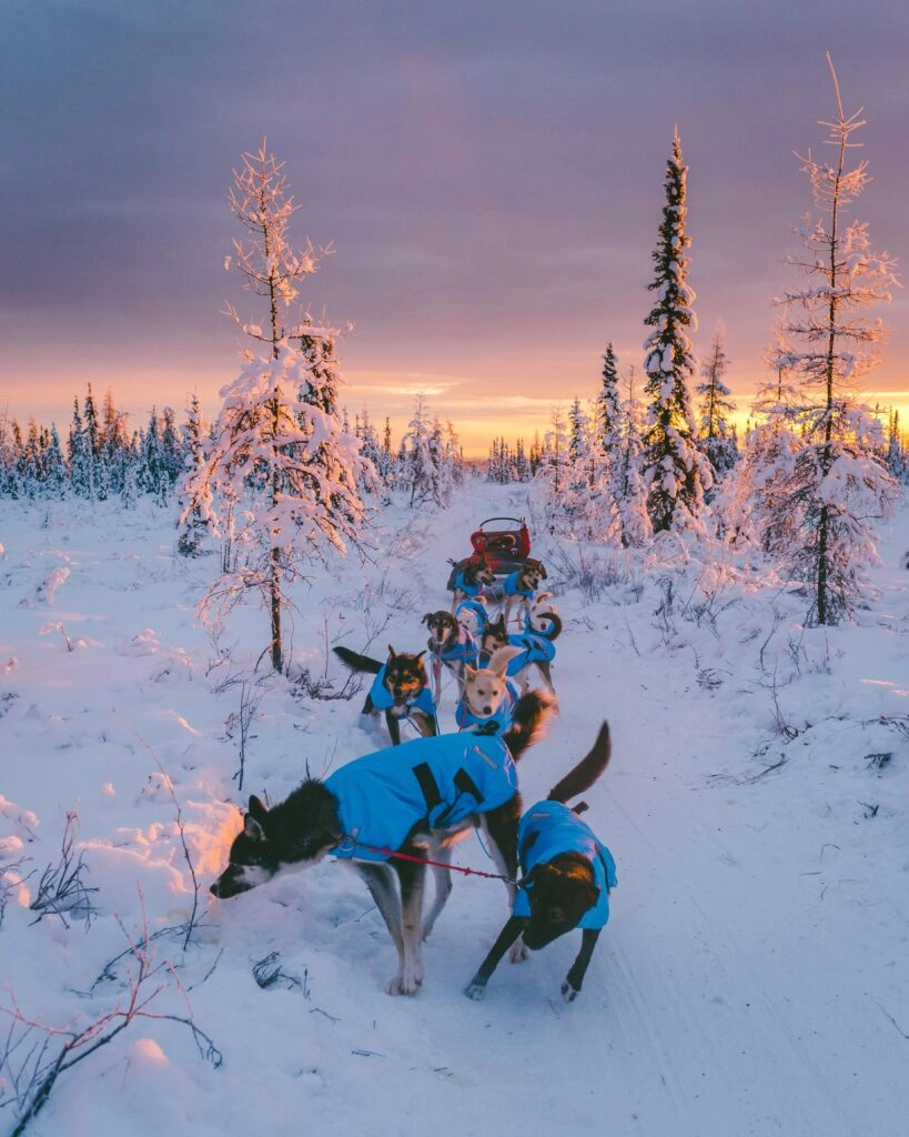 Huskysafari in Lapland met sledehonden in besneeuwd landschap tijdens actieve wintervakantie in Scandinavië