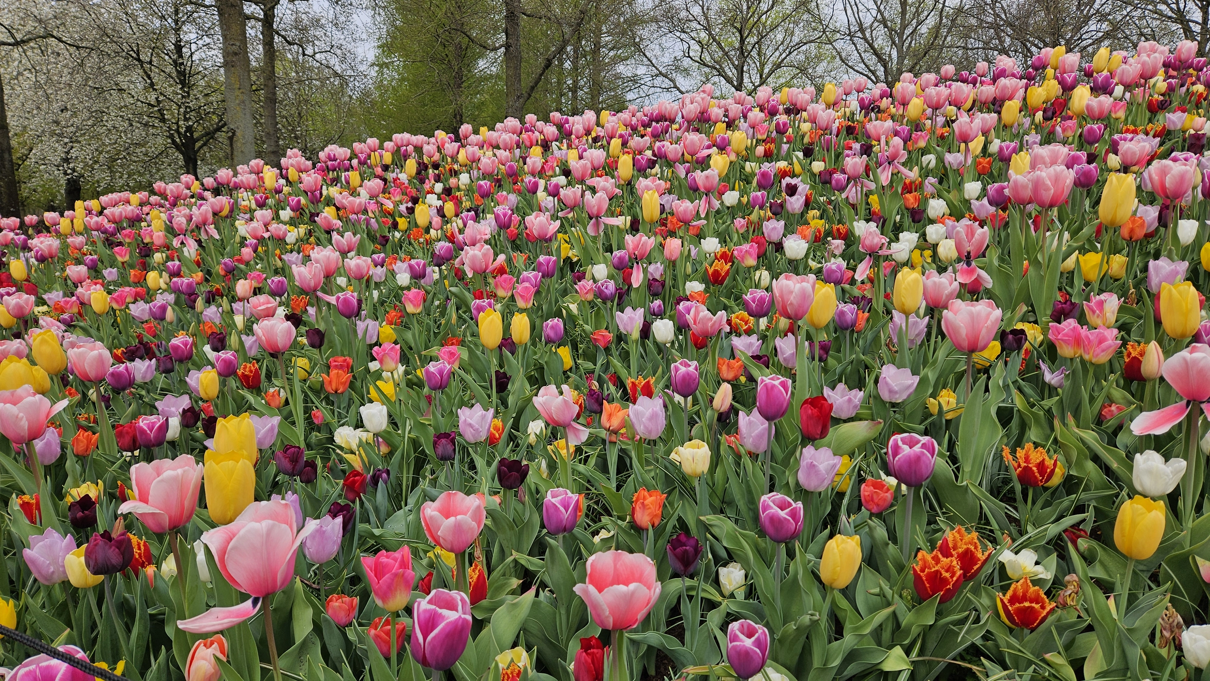 Bike and barge tour through Holland's tulip fields