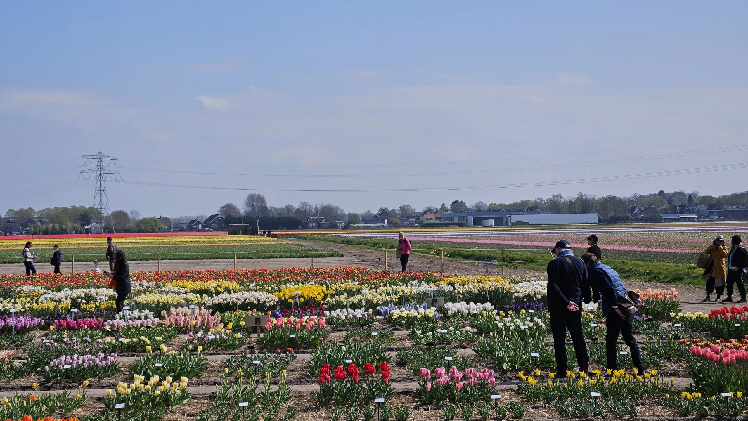 Premium Bike and Barge Tour Through Holland's Tulip Fields