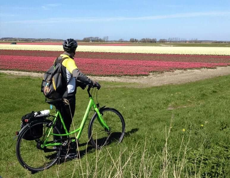 Cyclist next to rows of red and yellow tulips in the Bulb Region of the Netherlands
